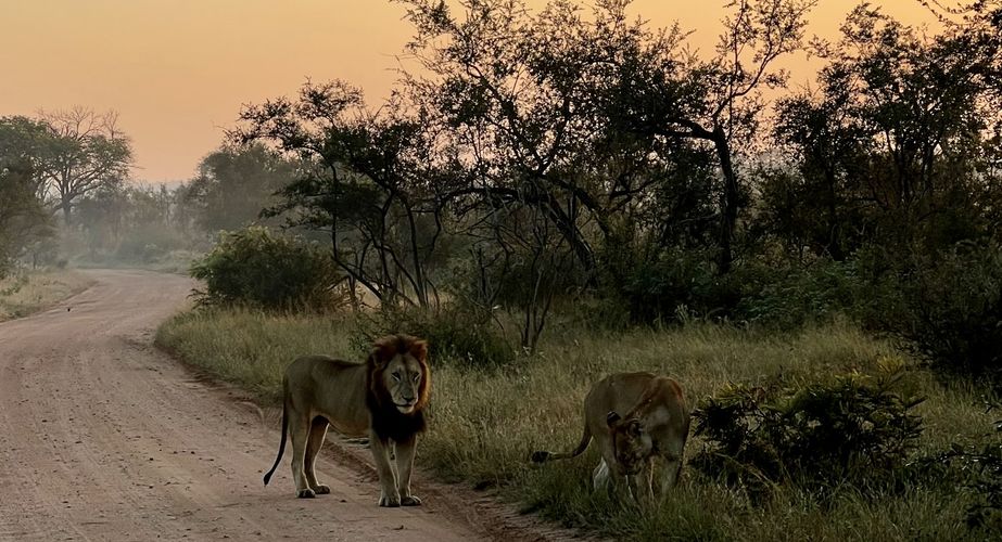 Kruger NP leeuw Zuid Afrika groepsrondreis 8